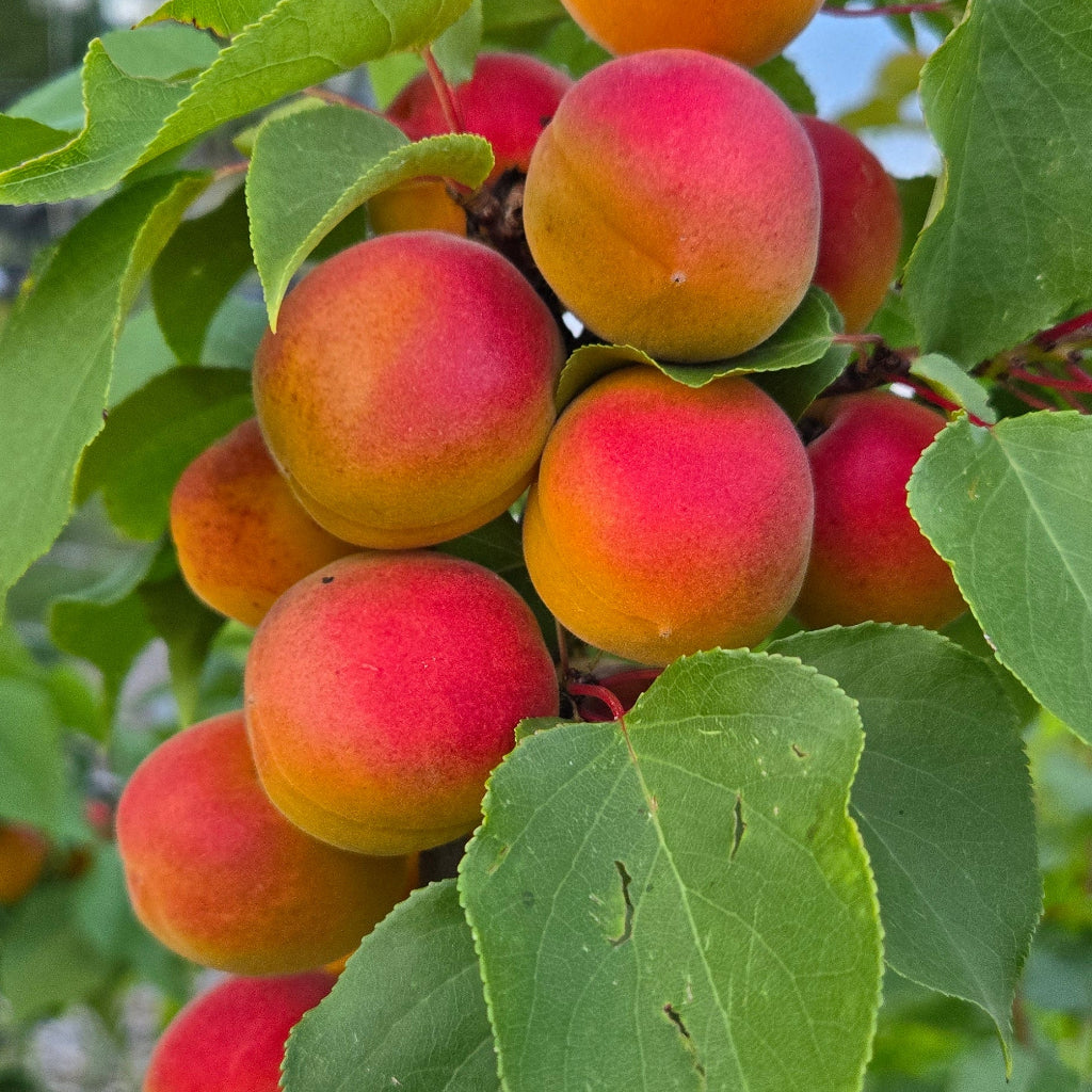 Casino Apricot Bare Root Tree