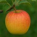 Honeycrisp Apple Bare Root Tree