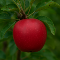 Norther Arrow Treasure Red Apple Bare Root Tree